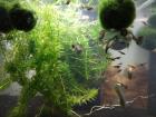 Guppys abzugeben Männchen und Weibchen Guppy Jungtiere